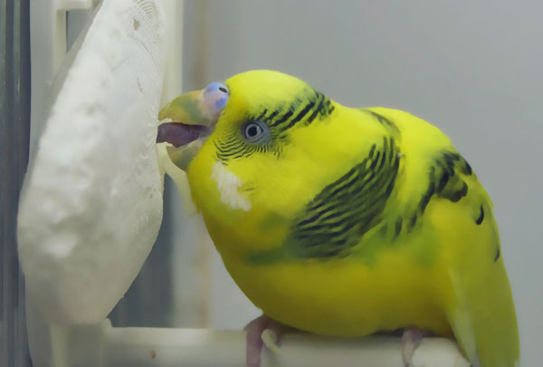 Cuttlefish bone For Budgies