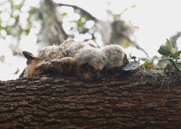Do Baby Owls Dream While Sleeping