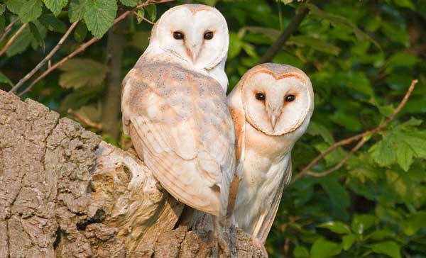 Do Barn Owls Mate for Life