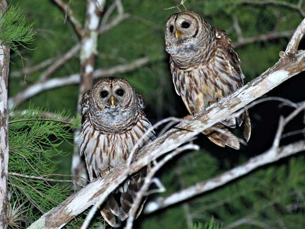 Do Barred Owls Mate for Life