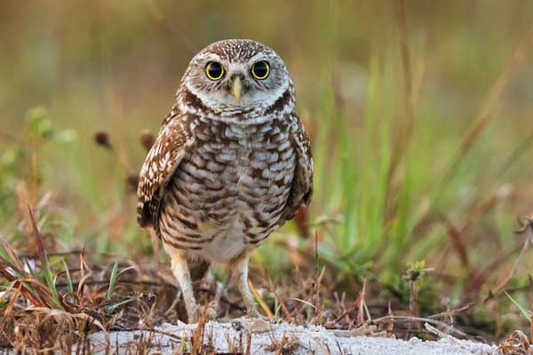 Do Burrowing Owls Have Long Legs