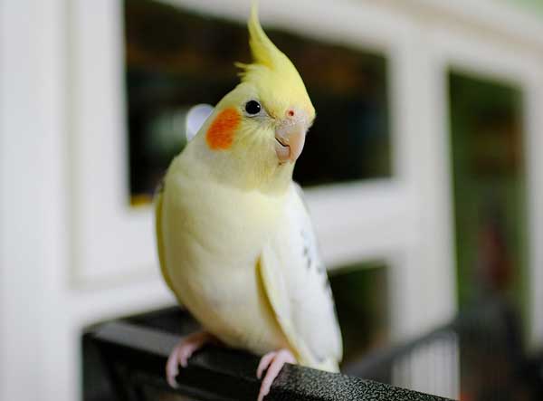 Do Cockatiels Like To Be Held