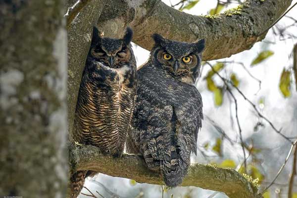 Do Great Horned Owl Mate for Life