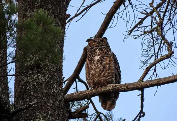 Do Owls Attack Crows At Night