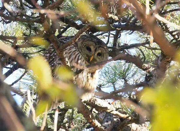 Do Owls Attack Humans