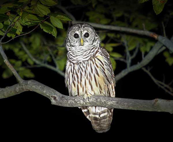 Do Owls Attack Humans At Night