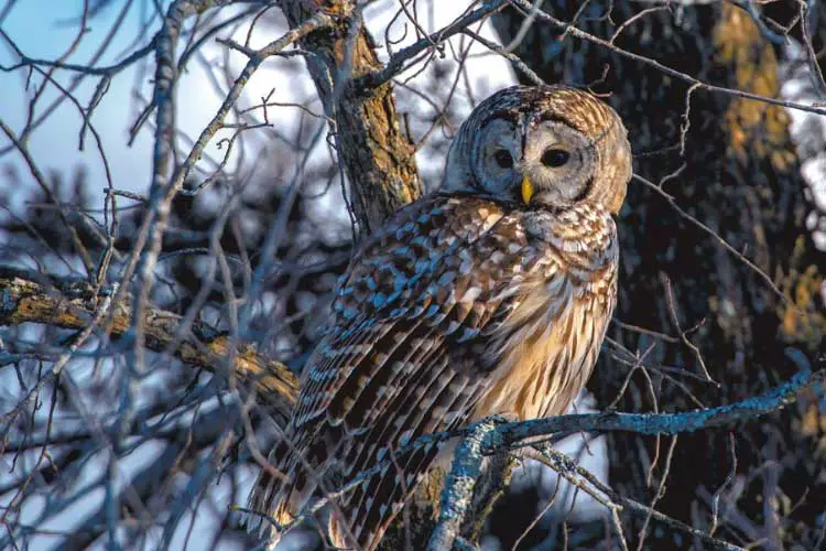 Do Owls Attack Humans