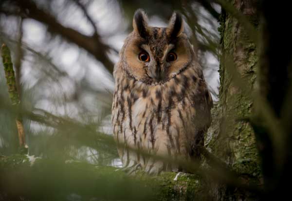 Do Owls Blink One Eye At A Time