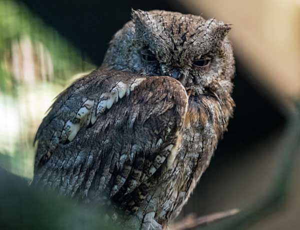 Do Owls Blink While They are Sleeping