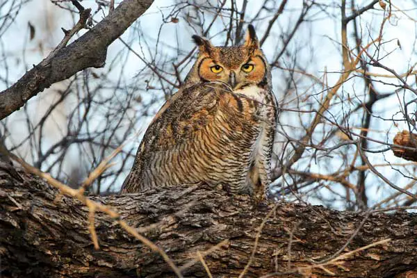 Do Owls Build Nests