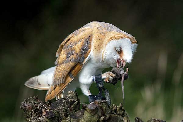 Do Owls Drop Their Prey To Kill It