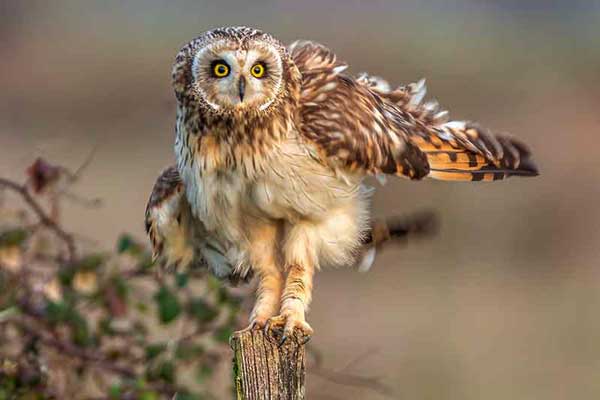 Do Owls Have Long Legs