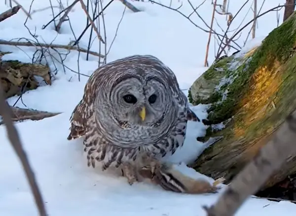 Do Owls Kill Their Prey Quickly