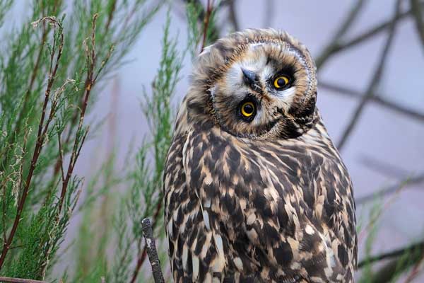 Do Owls Rip The Heads Off Their Prey