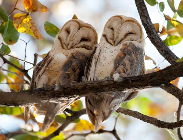 Do Owls Stay Together After Mating