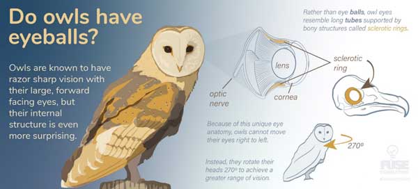 Do Owls have Eyeballs