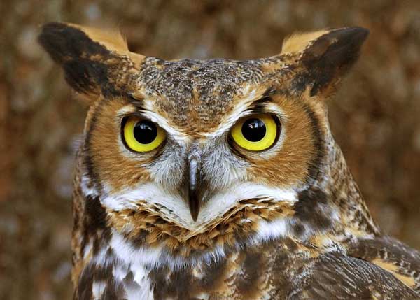 Do Owls have the Largest Eye in the World