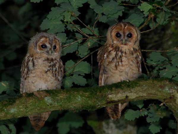 Do Tawny Owl Mate for Life