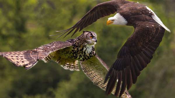 Eagle vs Owl
