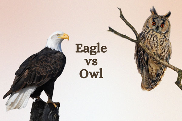 Eagle vs Owl