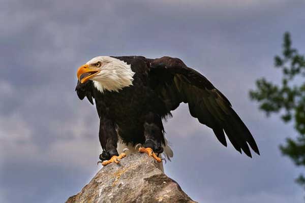 Eagles are Larger, Strong, and more Powerful