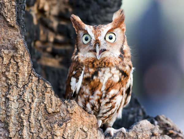 Eastern Screech Owl