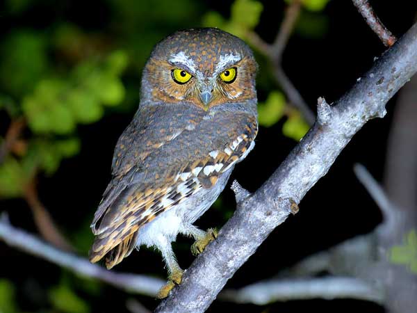 Elf Owl