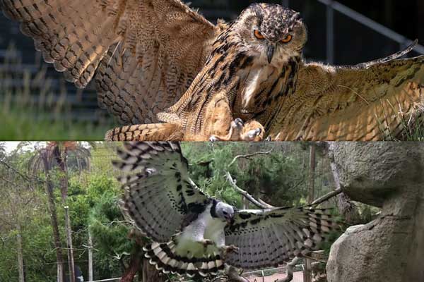 Eurasian Eagle Owl vs Harpy Eagle