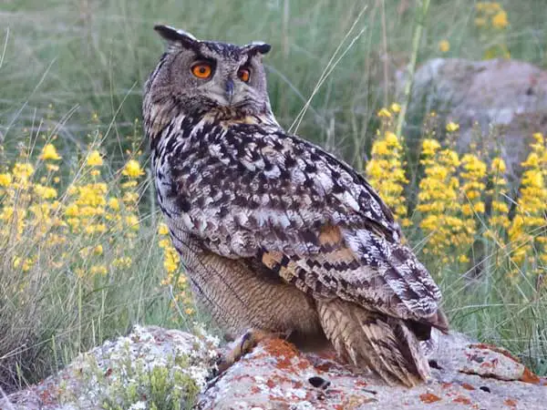 Eurasian Eagle Owl