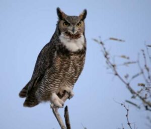The Mystery of Extended Owl Legs: Do They Have Very Long Legs Really?