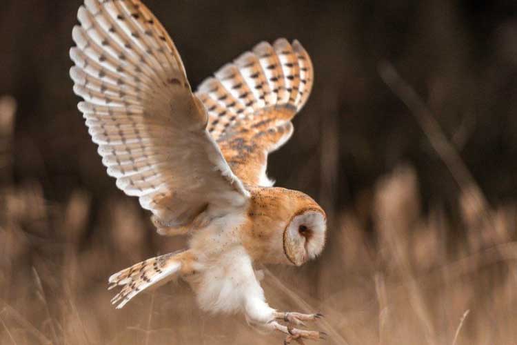 Extended Owl Legs