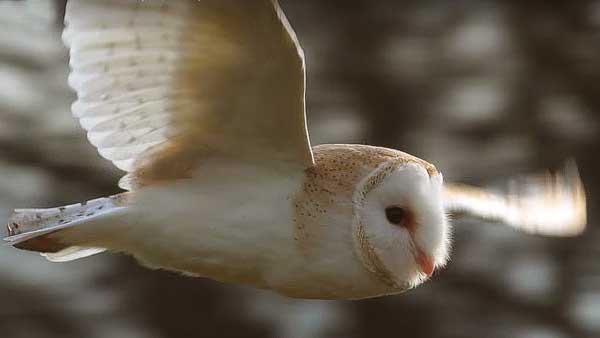 Factors That Make Owls Migrate