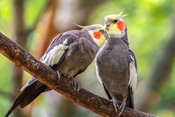 Factors that Affect Cockatiel Prices