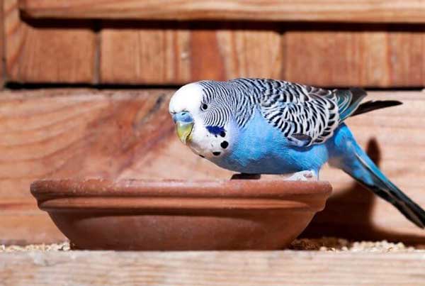 Feed Your Budgie