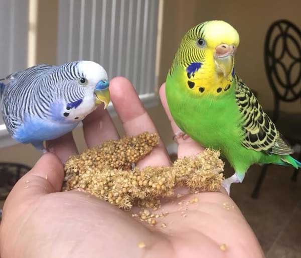 Feeding Tips for Your Cute Budgie 