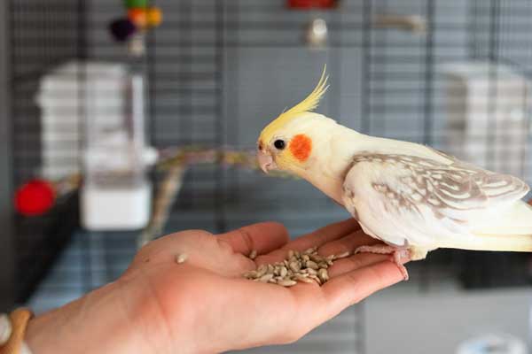 Feeding a Cockatiel