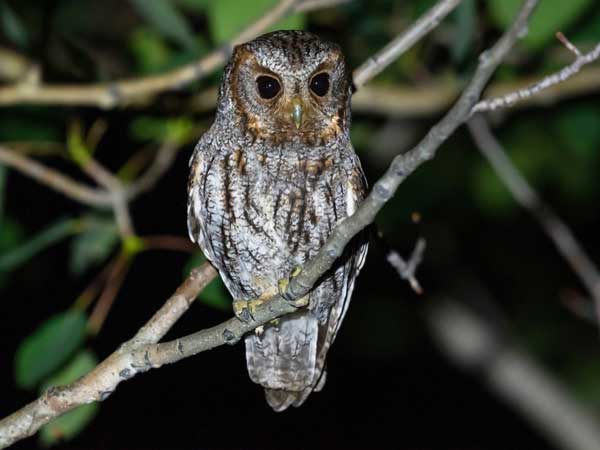 Flammulated Owl