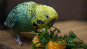 Picture of The Ultimate Budgie Diet - TheBudgieBlog