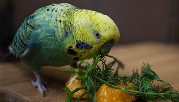 Fruits For Budgies