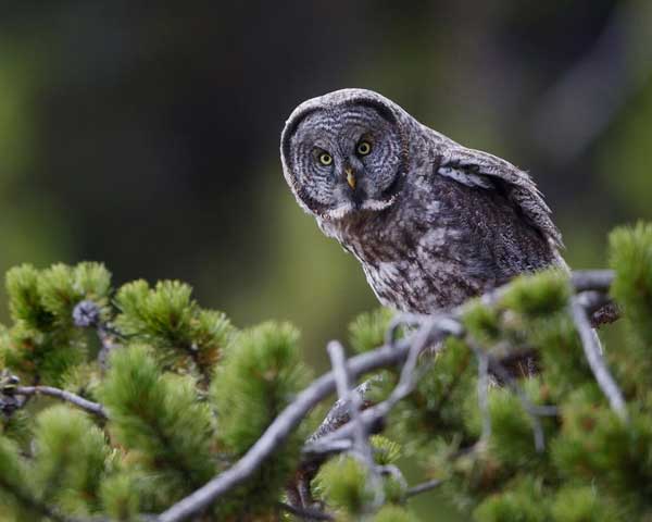 Great Gray Owl