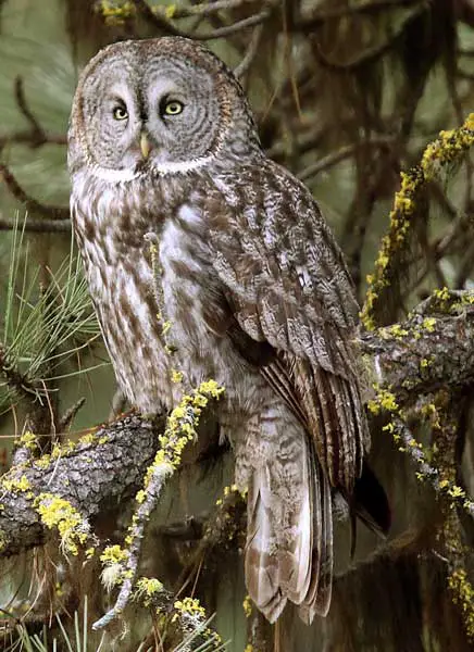 Great Grey Owl