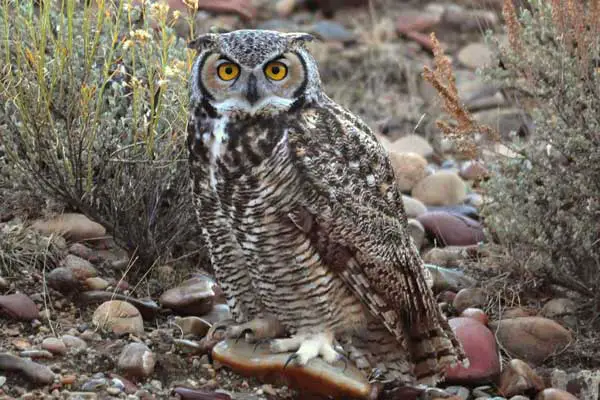 Great Horned Owl