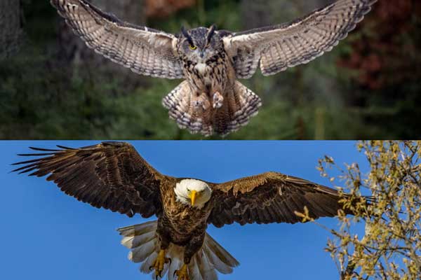 Great Horned Owl vs Bald Eagle