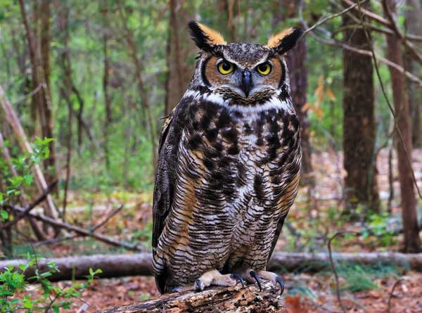 Great Horned Owls