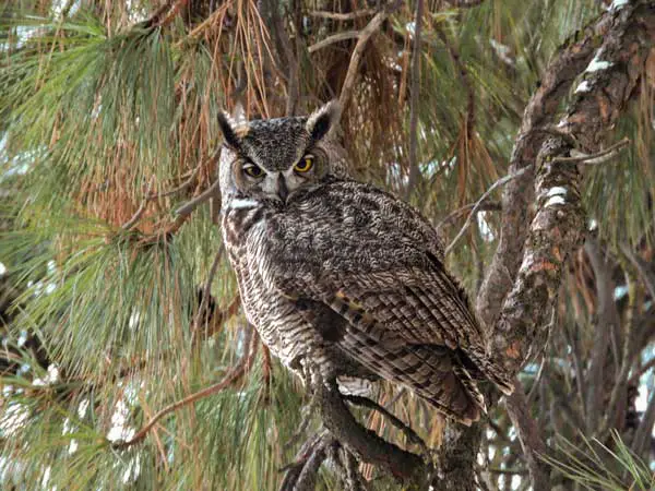 Great Horned Owl