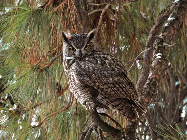 Great horned owl