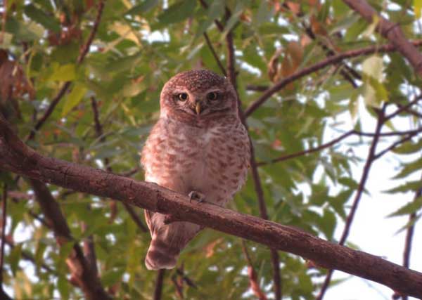 Hibernation of owls