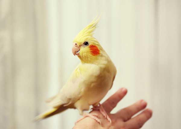 Hold A Cockatiel