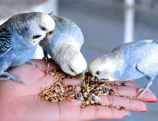 Homemade oatmeal For Budgies