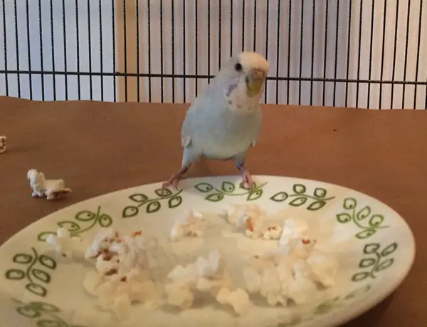 Homemade popcorn For Budgies